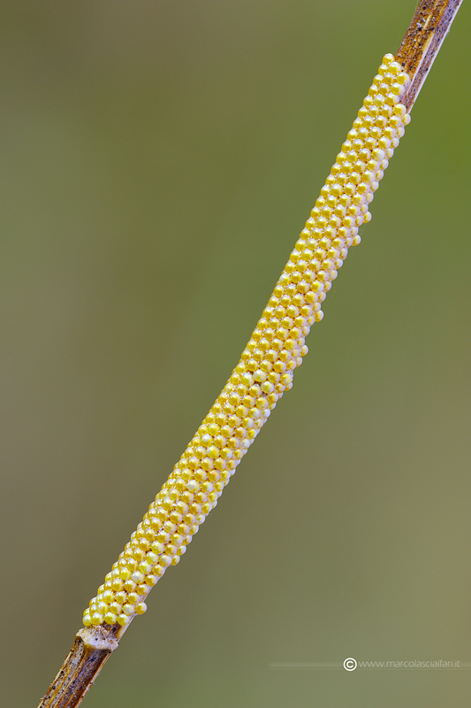 richiesta identificazione ovatura